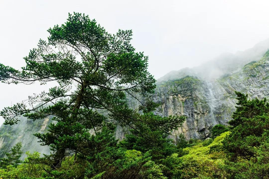 远远看去，整座轿子山以绿色为底色，层层薄雾笼罩山间，叫人看不清摸不透，仿若一处仙境。（昆明轿子山风景区供图）