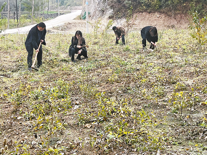 村民在苍术种植基地内除草 胡蝶 摄