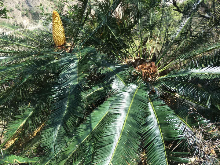 攀枝花苏铁誉为植物“活化石”（云南轿子山国家级自然保护区管护局供图）