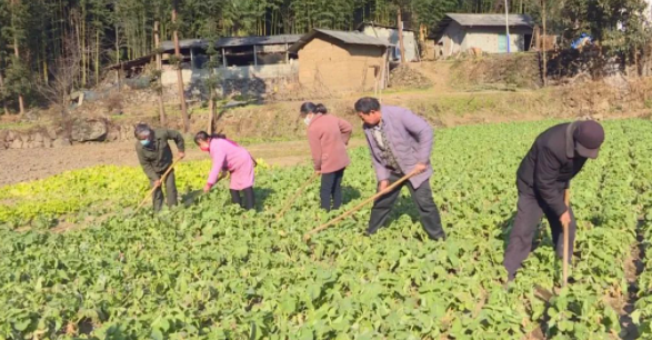 村民们正在为油菜除草。（本文图片由郑荣拍摄）