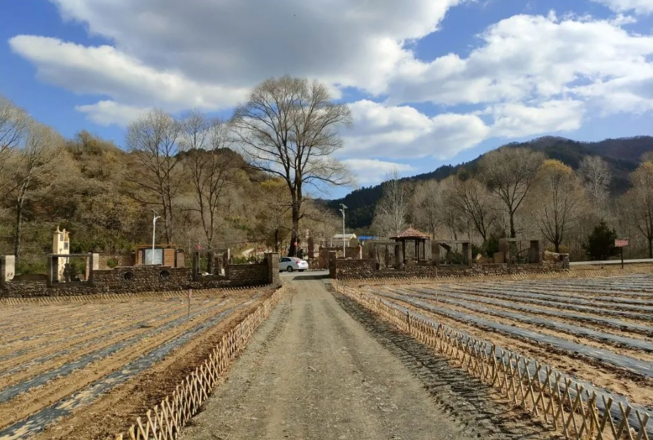 马场村中药材党建试验田