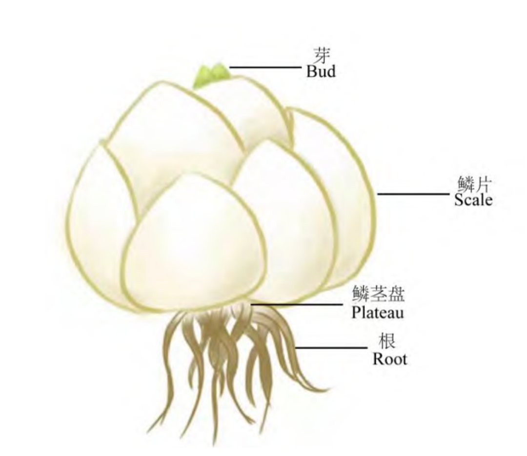 花芽结构图图片