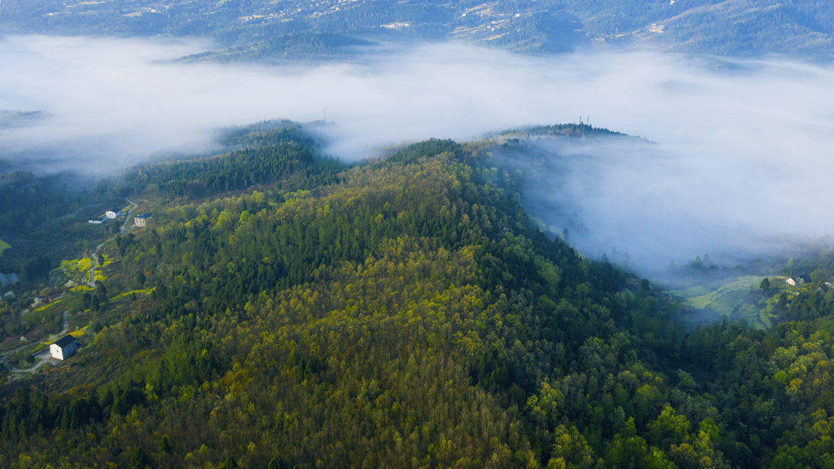 薄雾映衬着植被正在奋力吐绿的青山