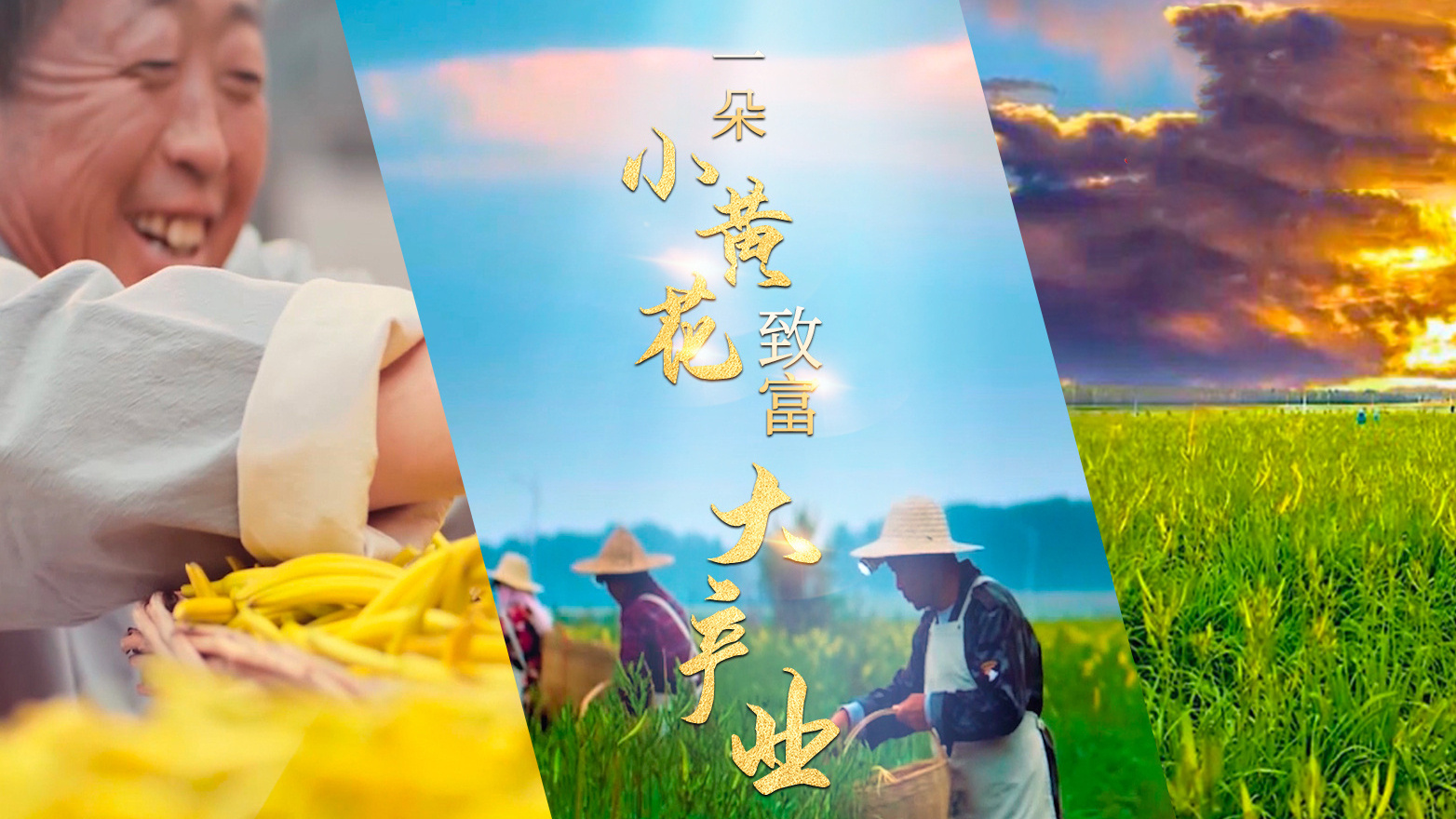 一朵小黄花，致富大产业