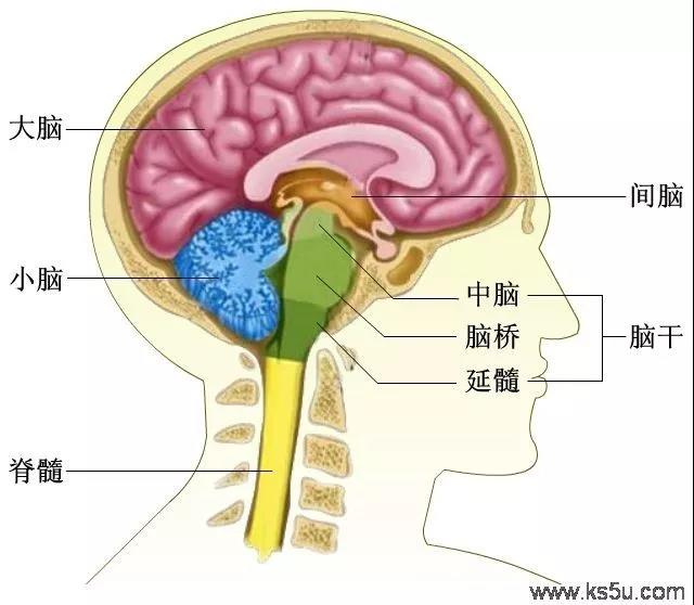 男女智商真的有差异吗?